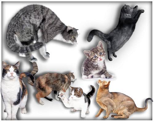 Картинки на прозрачном фоне - Коты и кошки