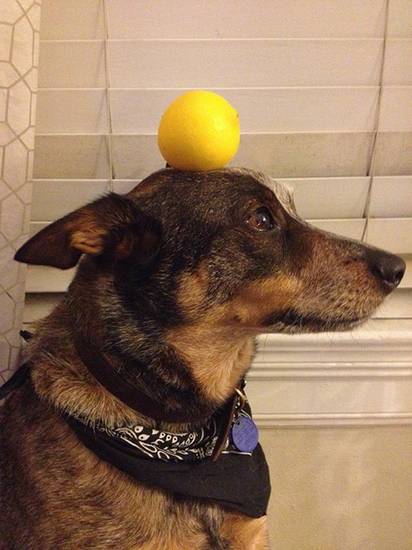 Собака с отличным чувством равновесия