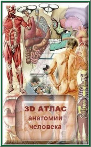 3D атлас анатомии человека