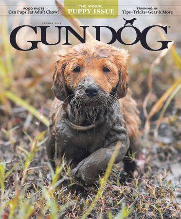 Gun Dog Vol.43 №2 Spring 2024