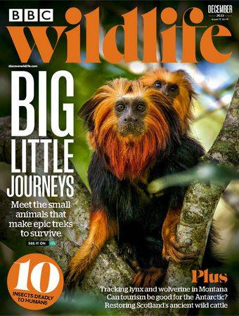 BBC Wildlife Vol.41 №13 2023